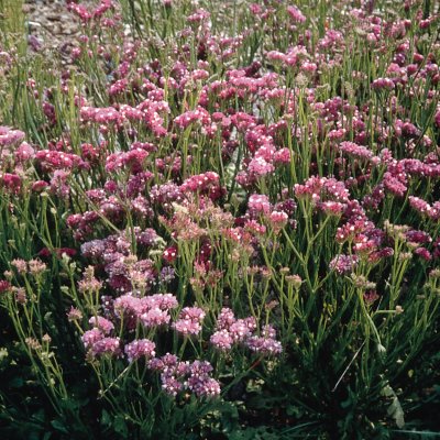 Zoom bild av Risp - Limonium Sinuatum Qis Rose