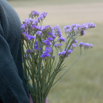 Zoom bild av Statice/limonium sinuatum qis lavender risp
