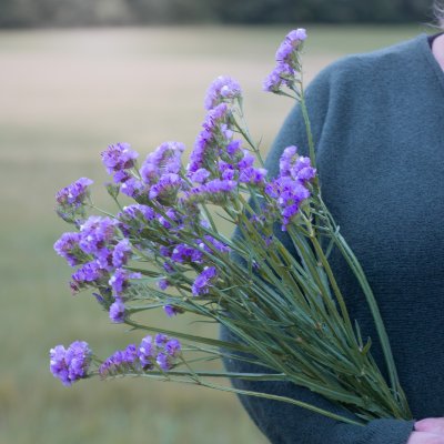 Zoom bild av Statice/limonium sinuatum qis lavender risp