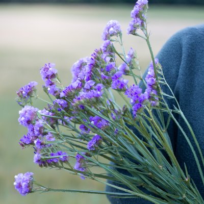 Zoom bild av Statice/limonium sinuatum qis lavender risp