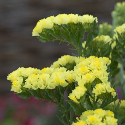 Zoom bild av Röllika - Limonium Sinuatum Forever Moonlight