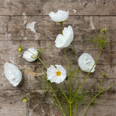 Zoom bild av Rosenskära Cupcakes white