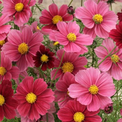 Rosenskära Cosmos bipinnatus Antiquity