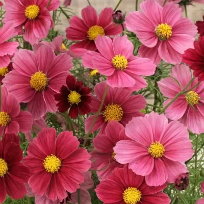 Rosenskära Cosmos bipinnatus Antiquity