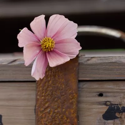 Rosenskära Cosmos bipinnatus Antiquity