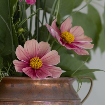 Rosenskära Cosmos bipinnatus Antiquity