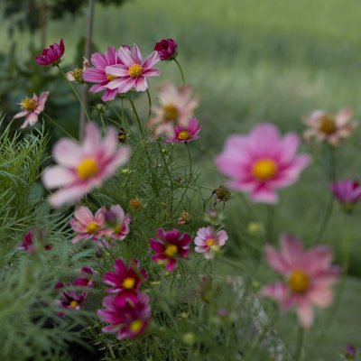 Rosenskära Cosmos bipinnatus Antiquity
