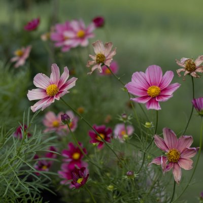 Rosenskära Cosmos bipinnatus Antiquity