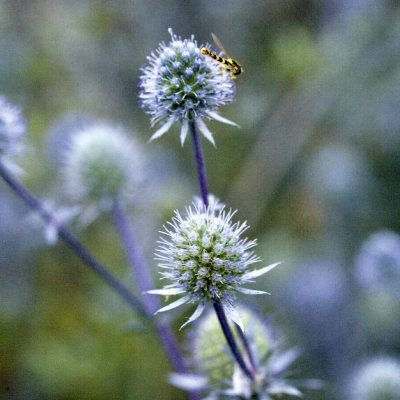Zoom image of Rysk Martorn Eryngium planum Blue Glitter