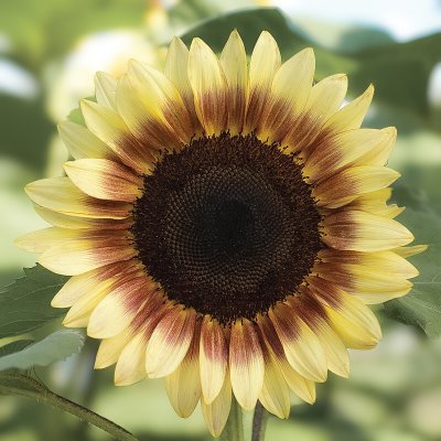 Zoom image of Sunflower Helianthus annuus Pro Cut Red/lemon Bicolor BIGPACK
