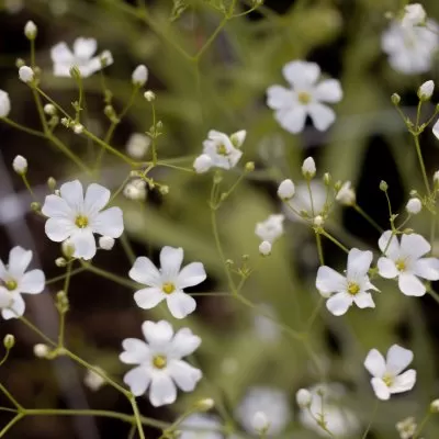 Sommarslöja Gypsophila elegans covent garden
