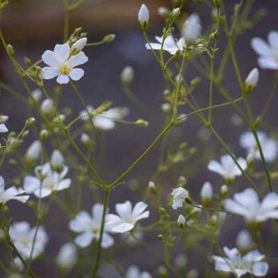 Sommarslöja Gypsophila elegans covent garden