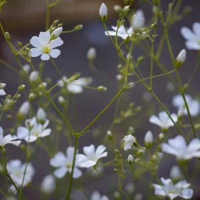 Sommarslöja Gypsophila elegans covent garden