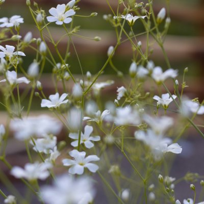 Sommarslöja Gypsophila elegans covent garden