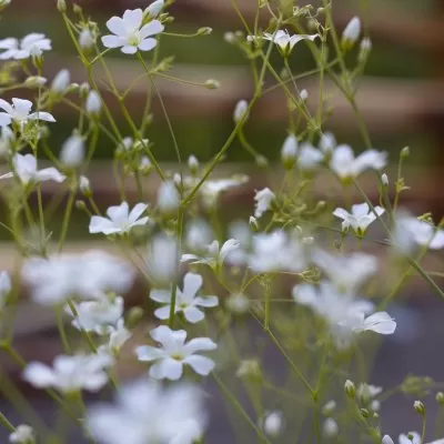 Sommarslöja Gypsophila elegans covent garden