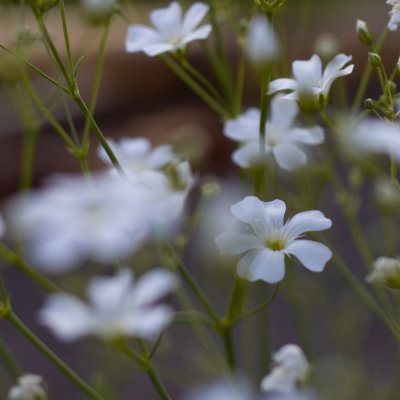 Sommarslöja Gypsophila elegans covent garden
