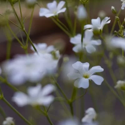 Sommarslöja Gypsophila elegans covent garden