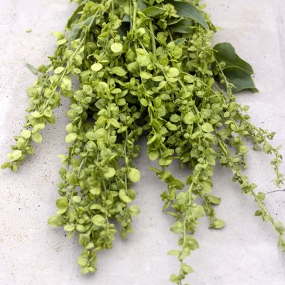 Trädgårdsmålla - Atriplex Hortensis Green Plume