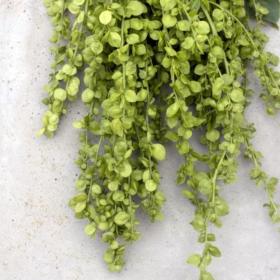 Trädgårdsmålla - Atriplex Hortensis Green Plume