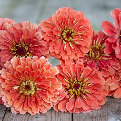 Zoom bild av Zinnia giant salmon rose