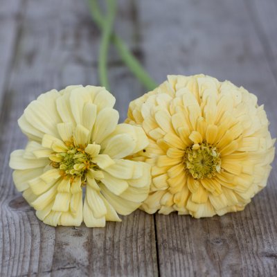 Zoom bild av Zinnia Isabellina