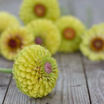 Zoom image of Zinnia Elegans Queen Lime Blush (Blotch)