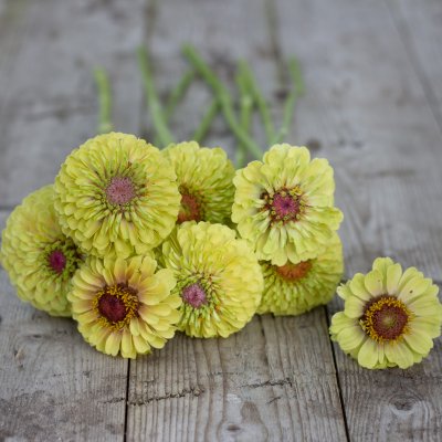 Zoom image of Zinnia Elegans Queen Lime Blush (Blotch)