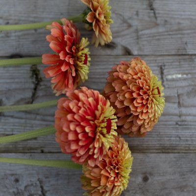 Zoom bild av Zinnia Elegans Queen Lime Orange