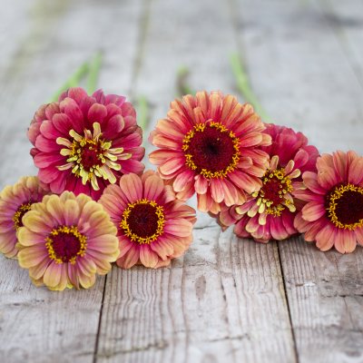 Zinnia elegans queen red lime