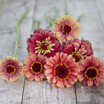 Zinnia elegans queen red lime