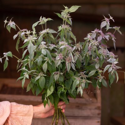 Zoom bild av Grå Bergmynta Pycnanthemum incanum Silverleaf Mountain Mint