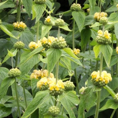 Zoom bild av Gul Lejonsvans Phlomis russeliana