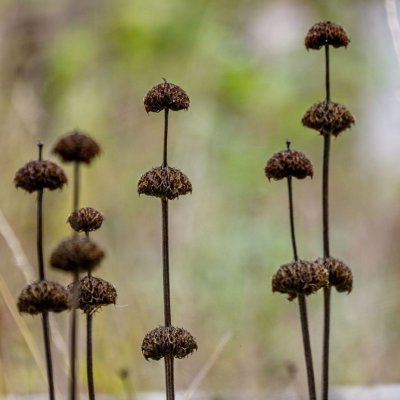 Zoom bild av Gul Lejonsvans Phlomis russeliana