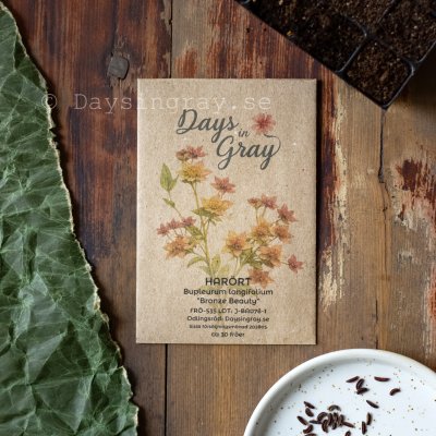 Zoom bild av Harört Bupleurum longifolium Bronze Beauty