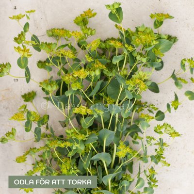 Zoom image of Bupleurum rotundifolium Green Gold