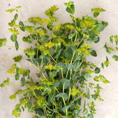 Zoom image of Bupleurum rotundifolium Green Gold