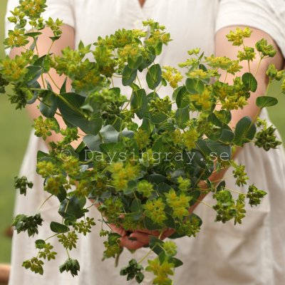Zoom image of Bupleurum rotundifolium Green Gold