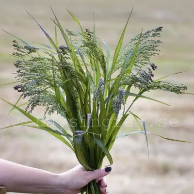 Hirs - Panicum violaceum