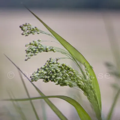 Hirs - Panicum violaceum