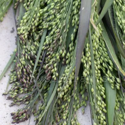 Hirs - Panicum violaceum