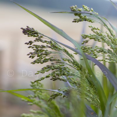 Hirs - Panicum violaceum