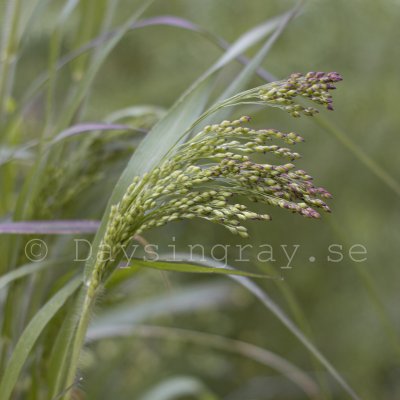 Hirs - Panicum violaceum