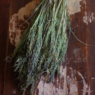 Hirs - Panicum violaceum