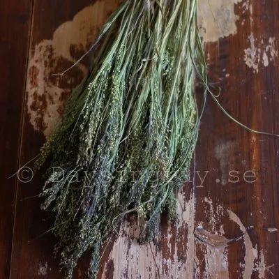 Hirs - Panicum violaceum