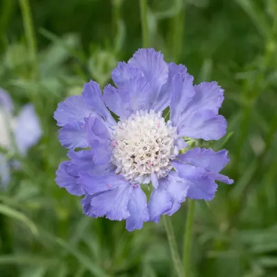 Zoom bild av Höstvädd Scabiosa caucasica Blue Perfection