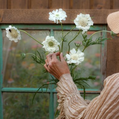 Zoom bild av Höstvädd Scabiosa Caucasica Fama White