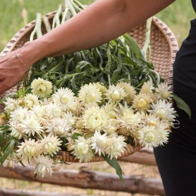 Zoom bild av Jätte-eternell Helichrysum bracteatum King Size Frosted Sulphur