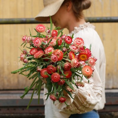 Zoom bild av Jätteeternell Helichrysum bracteatum King Size Salmon Strawflower