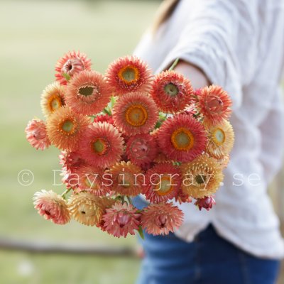 Zoom bild av Jätte-eternell Helichrysum bracteatum Salmon Rose