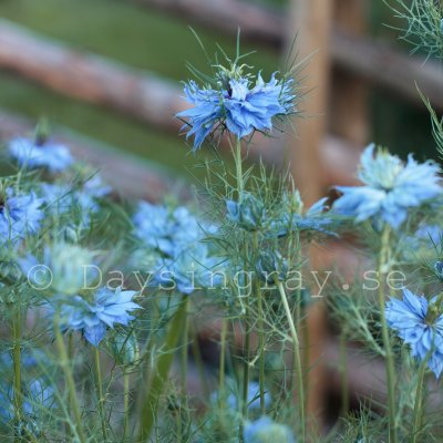 Zoom bild av Jungfrun i det gröna Nigella damascena Miss Jekyll Skyblue